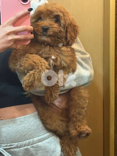 toy poodle 3.5 months old for sale