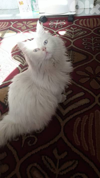 adoption للتبني