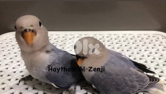 أجمل أوبلاين روز فروخ تزقيم ترباية بيت طبعاً