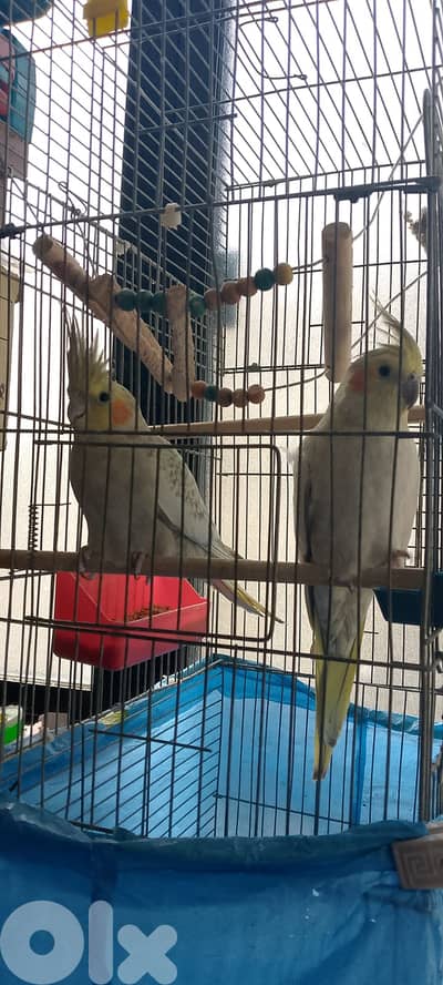 Karawan Birds 2 For Sale