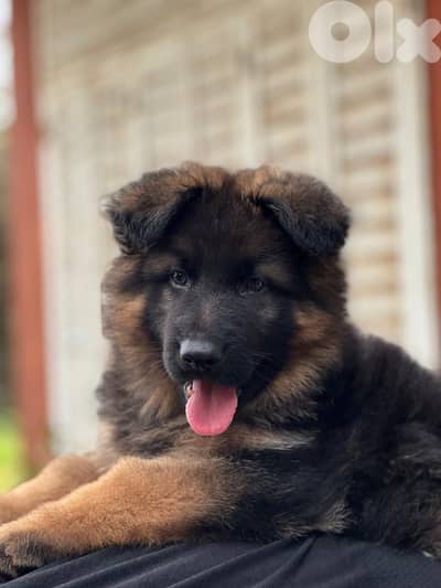 best German Shepherd quality