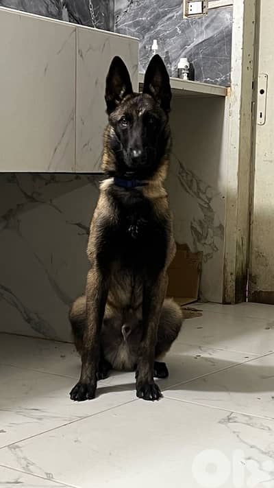 Male 6 months trained for sale play drive food drive top