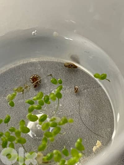 small Fresh water snails  contact on 03715867