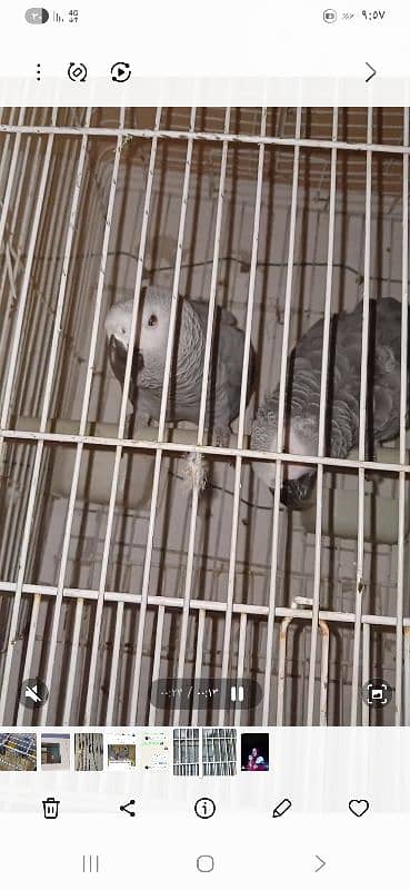 بيروت الاوزاعي