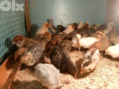 صيصان بلدي وبراكل وتركي