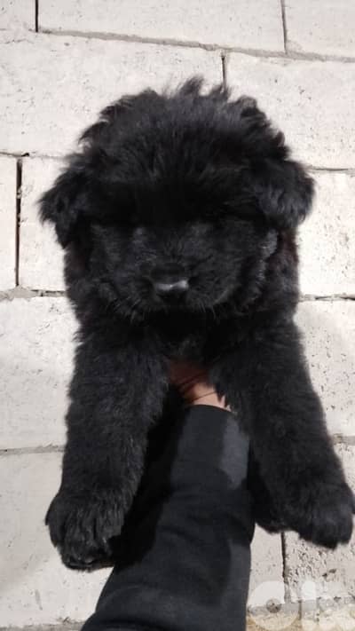 fluffy black German shepherd girl