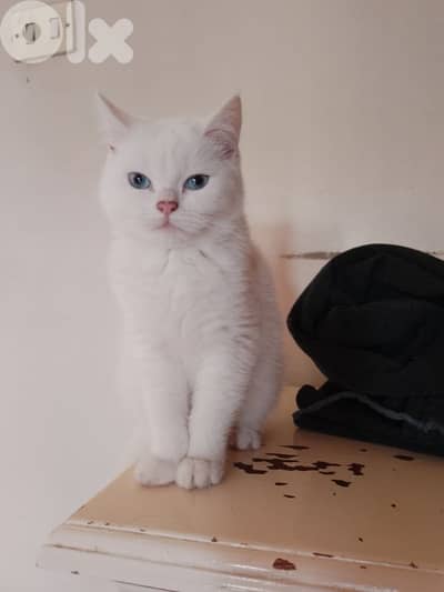 مجموعة قطط اخوة للبيع