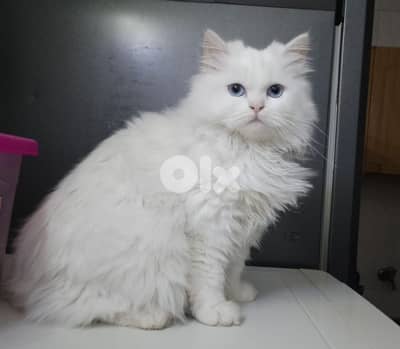 قطط اخوة للبيع