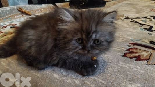 قط صغير بيرجن