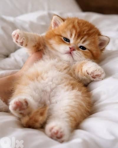 kittens for contact 70485808