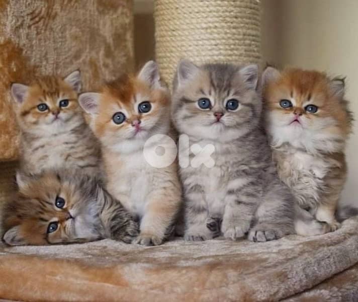 kittens for contact 70485808 1