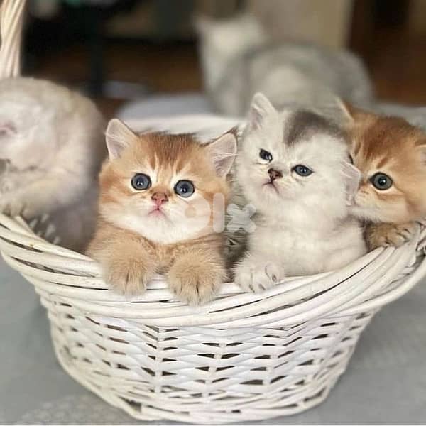 kittens for contact 70485808 2