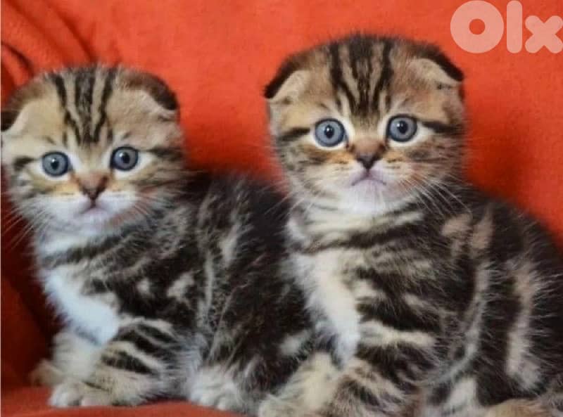 kittens for contact 70485808 3