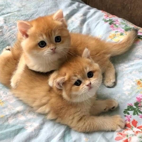 kittens for contact 70485808 4