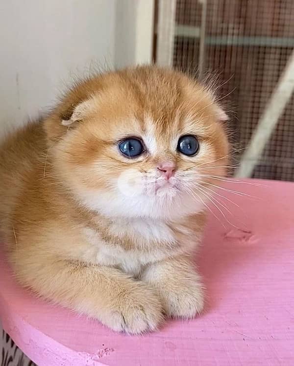 kittens for contact 70485808 5