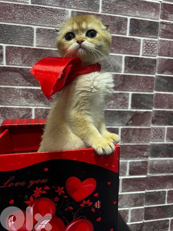 kittens for contact 70485808 7