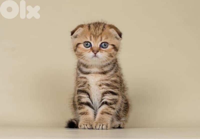 kittens for contact 70485808 8