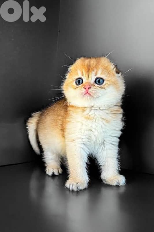 kittens for contact 70485808 10