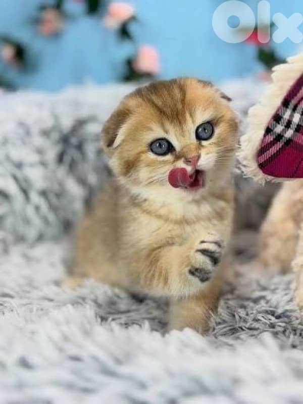 kittens for contact 70485808 12