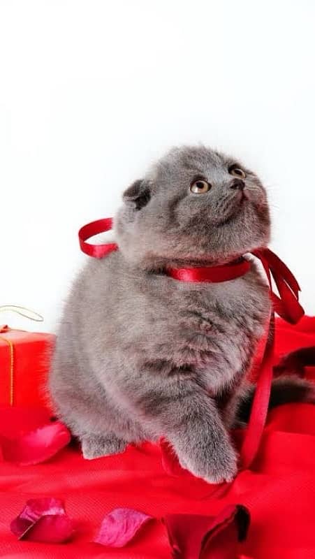 british scottish for contact  70485808 2