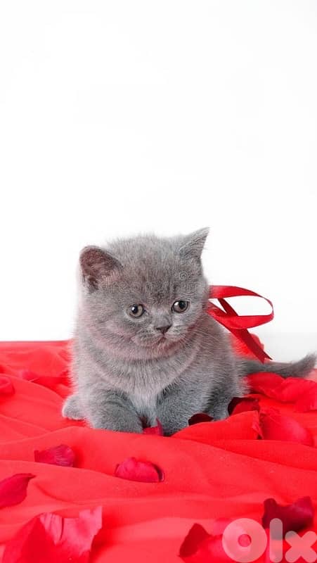 british scottish for contact  70485808 3