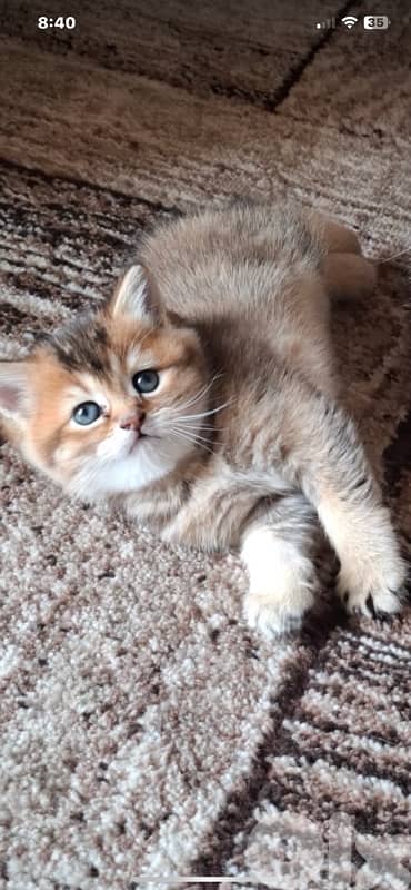 british scottish for contact  70485808 4