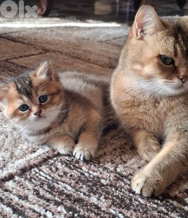 british scottish for contact  70485808 6