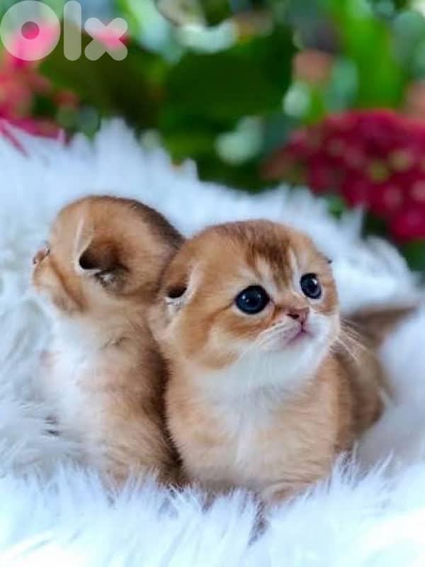 british scottish for contact  70485808 8