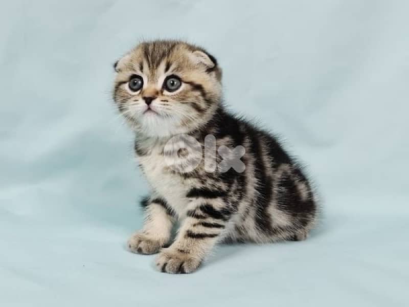 british scottish for contact  70485808 10