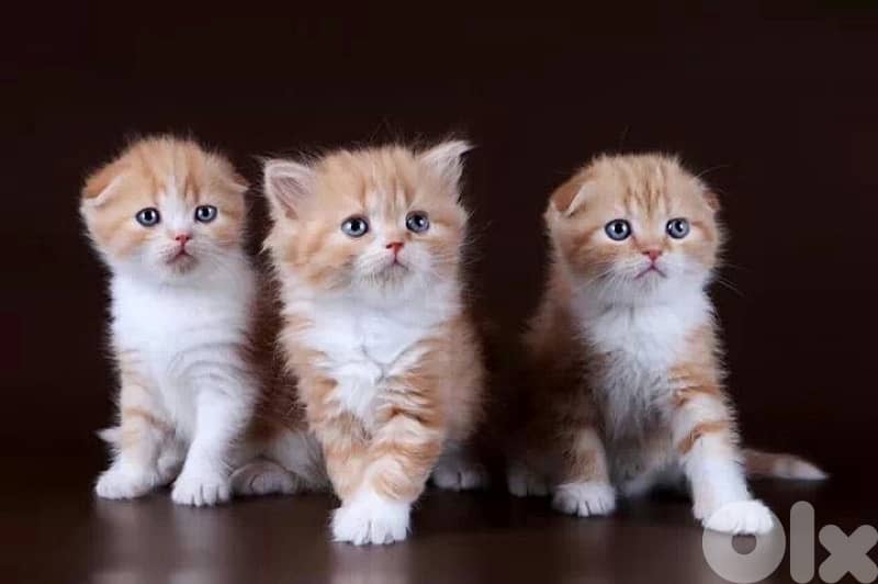 british scottish for contact  70485808 12