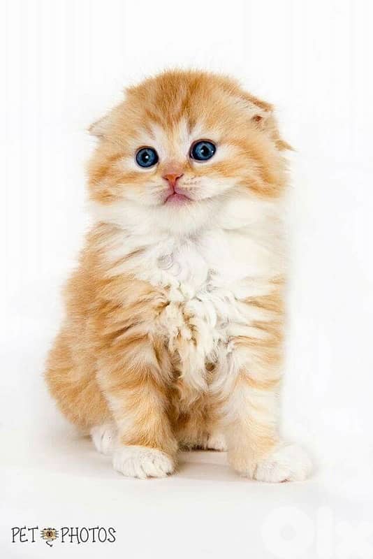 british scottish for contact  70485808 13