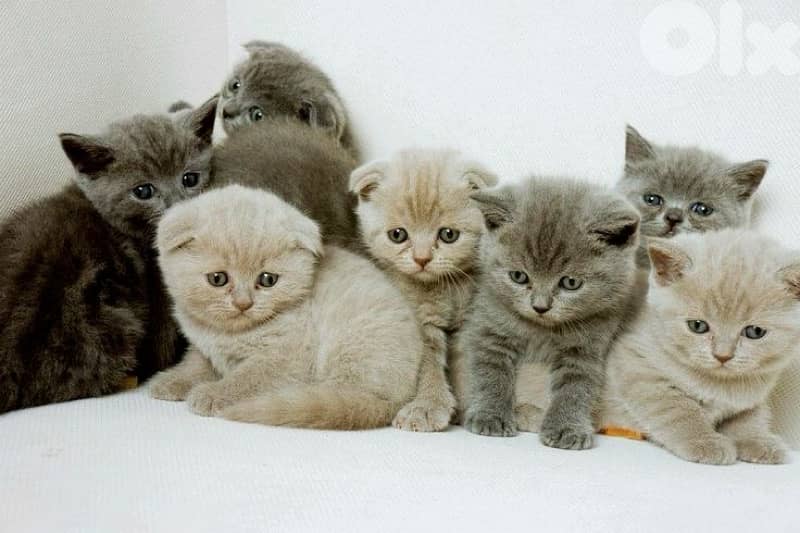 british scottish for contact  70485808 14