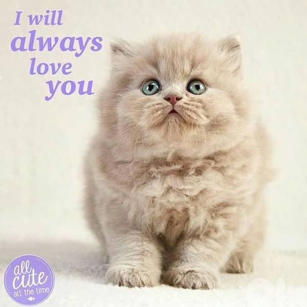 british scottish for contact  70485808 16