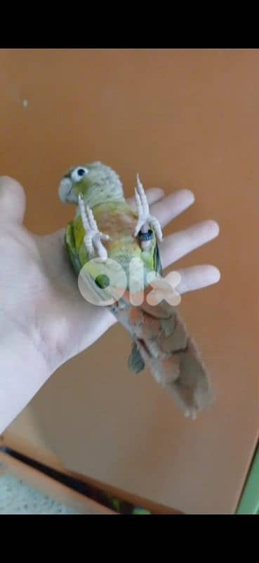 بيروت طيونة