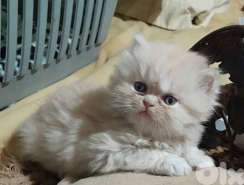 persian for contact 70485808 2