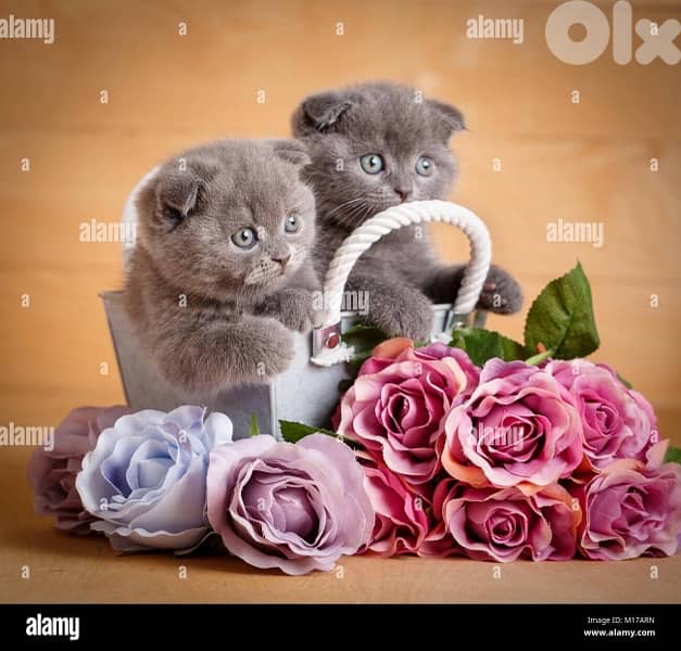 persian for contact 70485808 6