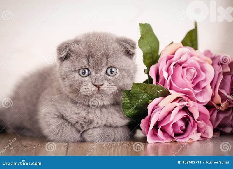 persian for contact 70485808 7