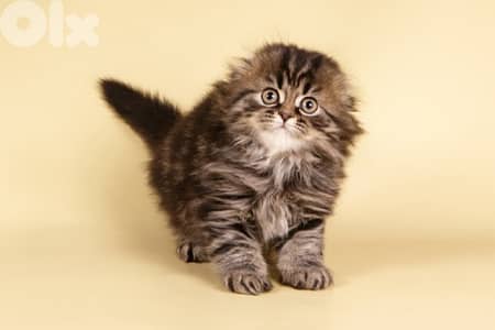 persian for contact 70485808