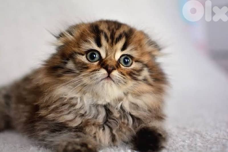 persian for contact 70485808 9