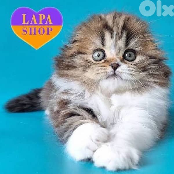 persian for contact 70485808 10