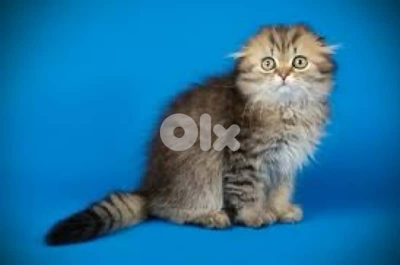 persian for contact 70485808 11