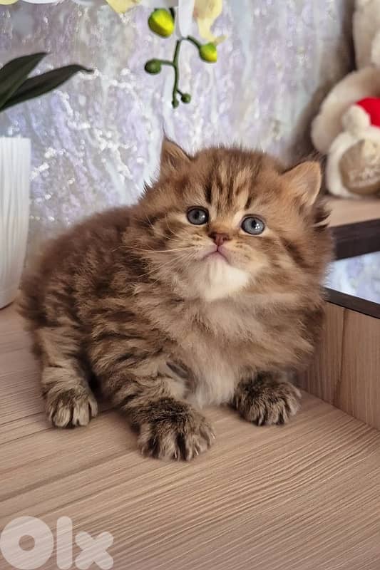 persian for contact 70485808 12