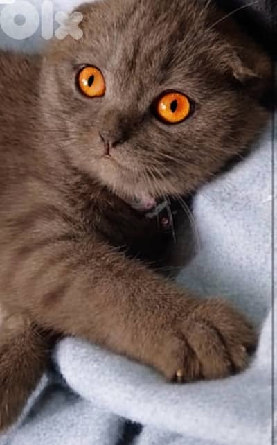 Scottish cinamon for contact 70485808