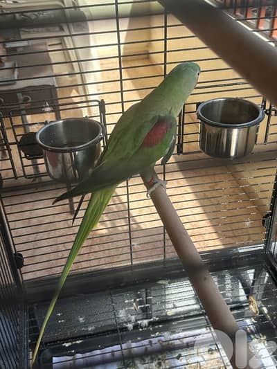 أنثى درة نيبالي