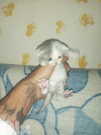 قطه سكوتش للبيع