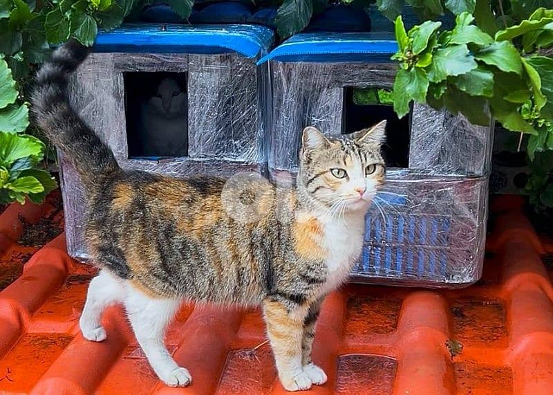 Outdoor Cat House Waterproof amazing idea !! 1