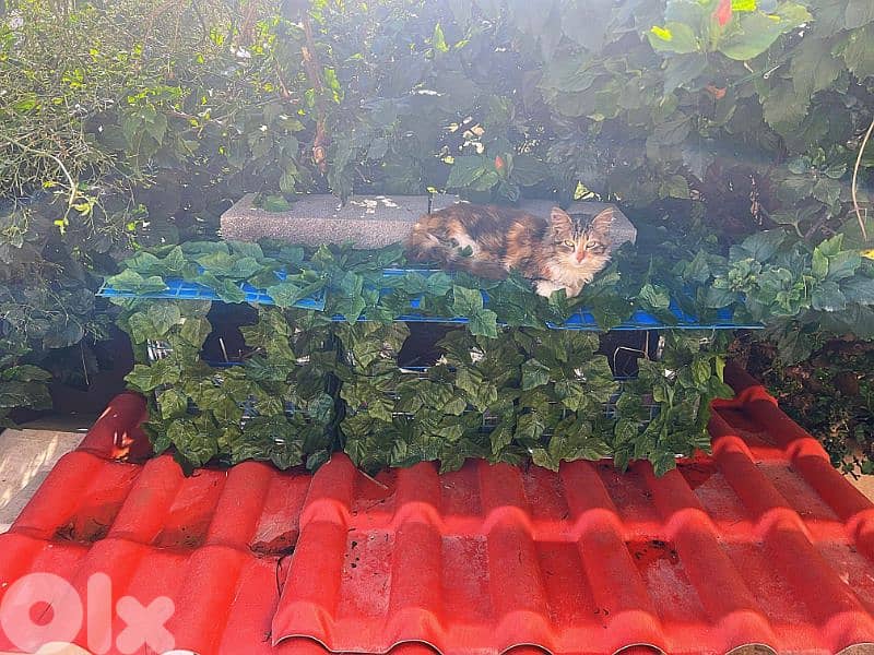 Outdoor Cat House Waterproof amazing idea !! 2