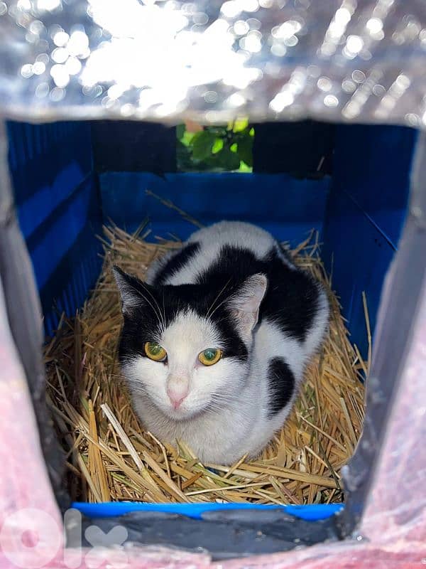 Outdoor Cat House Waterproof amazing idea !! 4