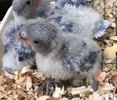 أجمل أوبلاين روز فروخ تزقيم ترباية بيت طبعاً