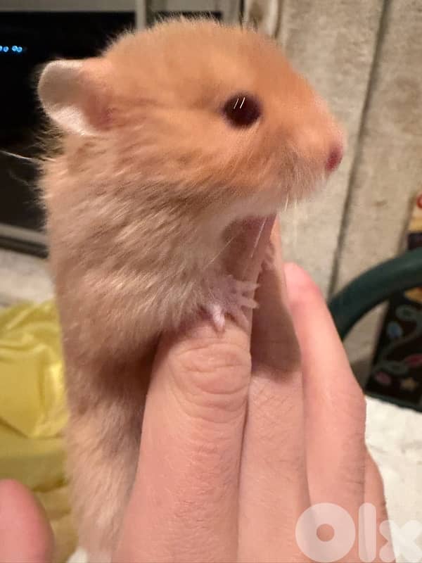 The best hamsters for you 5